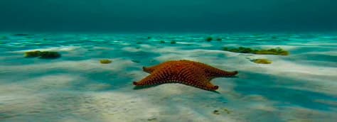 Cozumel – El Cielo (Snorkel)