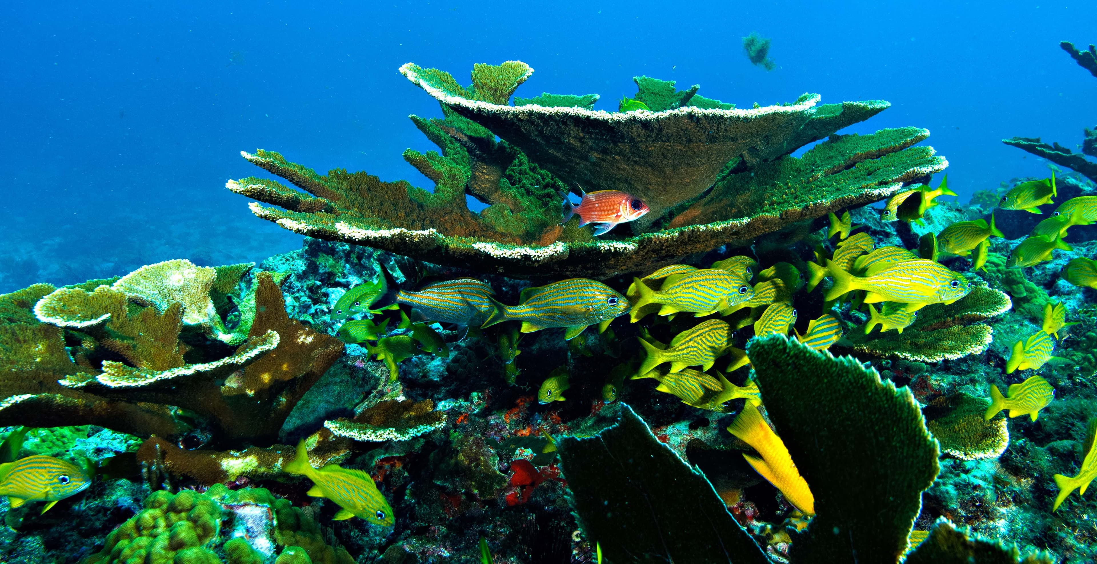 Cozumel – El Cielo (Snorkel) - 5