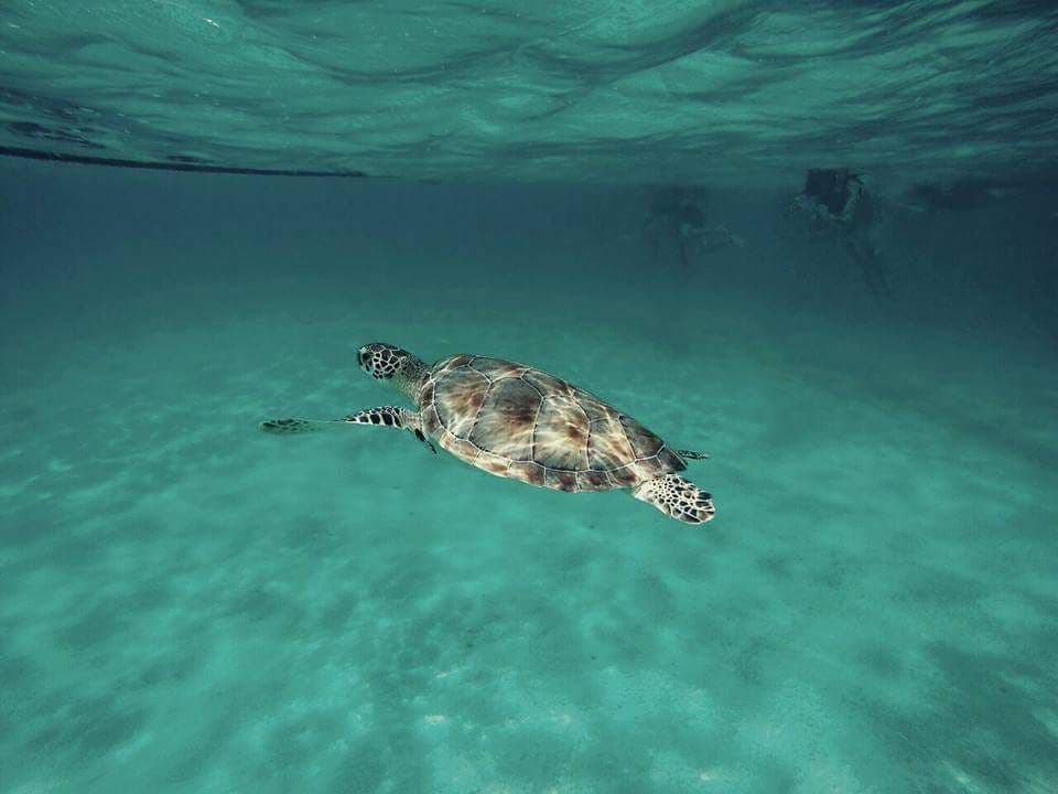 Tour Tulum Tortugas Akumal y Cenote. - 7