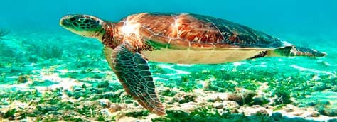 Tour Tulum Tortugas Akumal y Cenote.