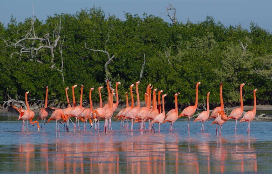 Excursión a LAS COLORADAS y paseo de 2 horas en Lancha en Ría Lagartos