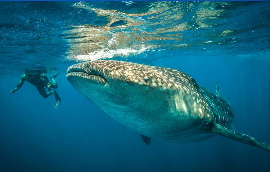 Avistamiento y nado junto al Tiburón Ballena del 1 de junio al 15 de septiembre, 2025