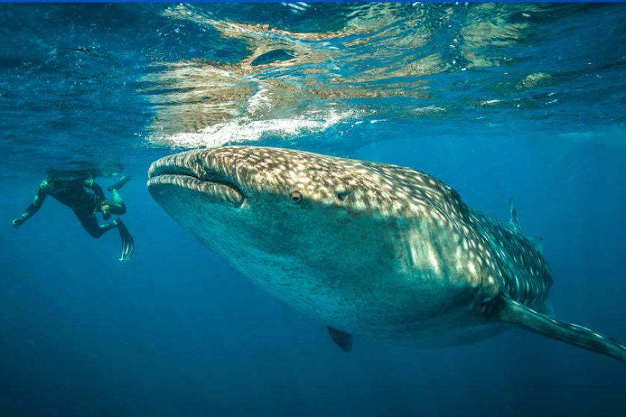 Avistamiento y nado junto al Tiburón Ballena del 1 de junio al 15 de septiembre, 2025