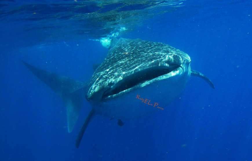 Avistamiento y nado junto al Tiburón Ballena del 1 de junio al 15 de septiembre, 2025
