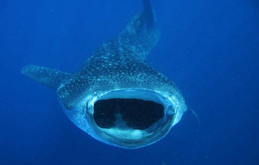 Avistamiento y nado junto al Tiburón Ballena del 1 de junio al 15 de septiembre, 2025