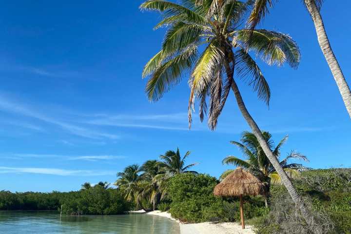 a palm tree in front of a body of water